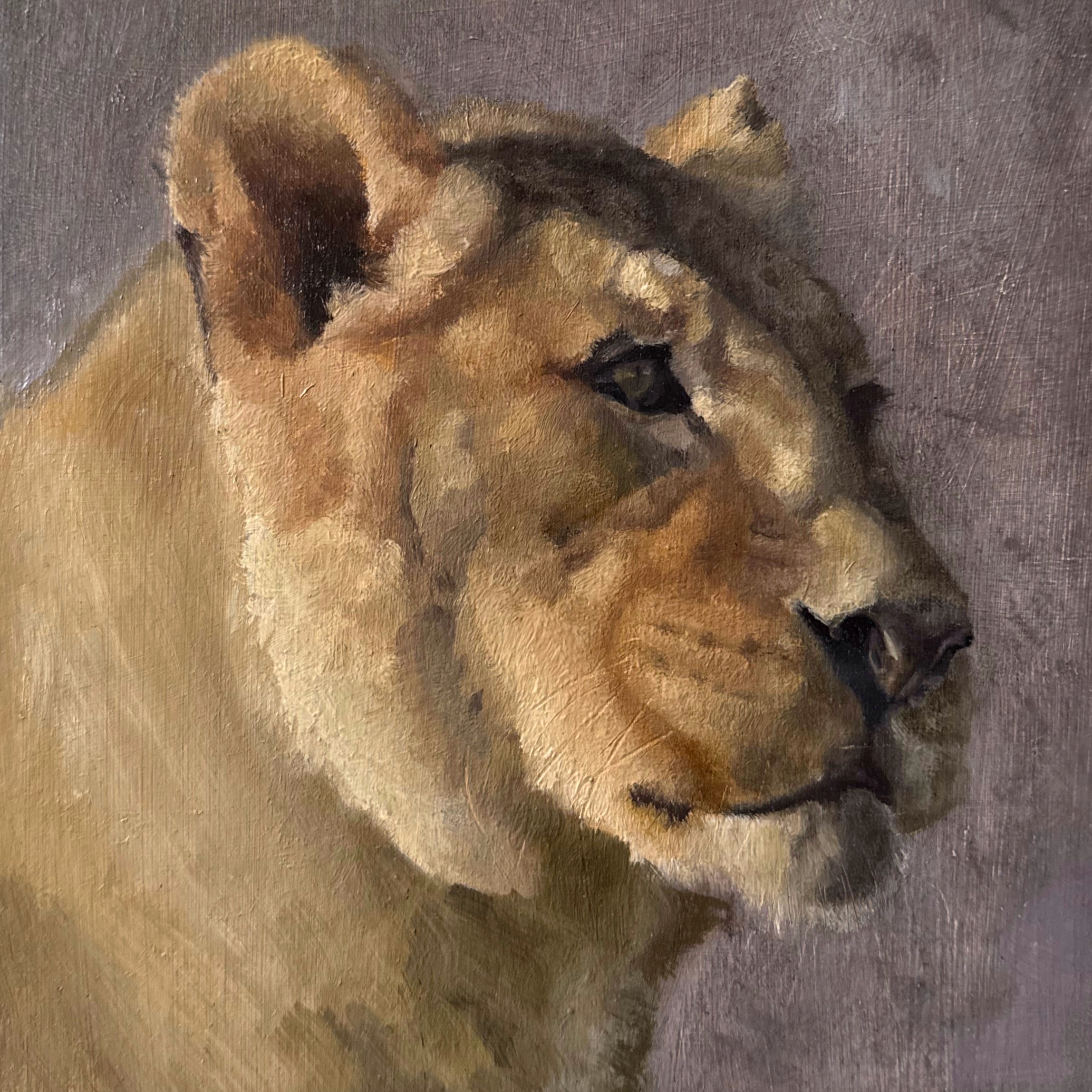 Lioness, study