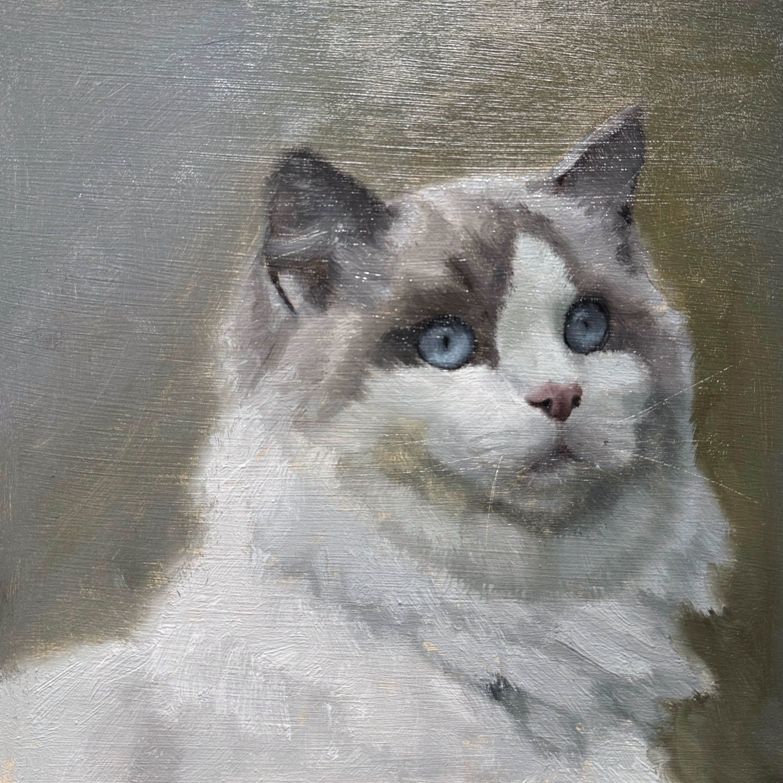 Ragdoll cat portrait, oil on panel